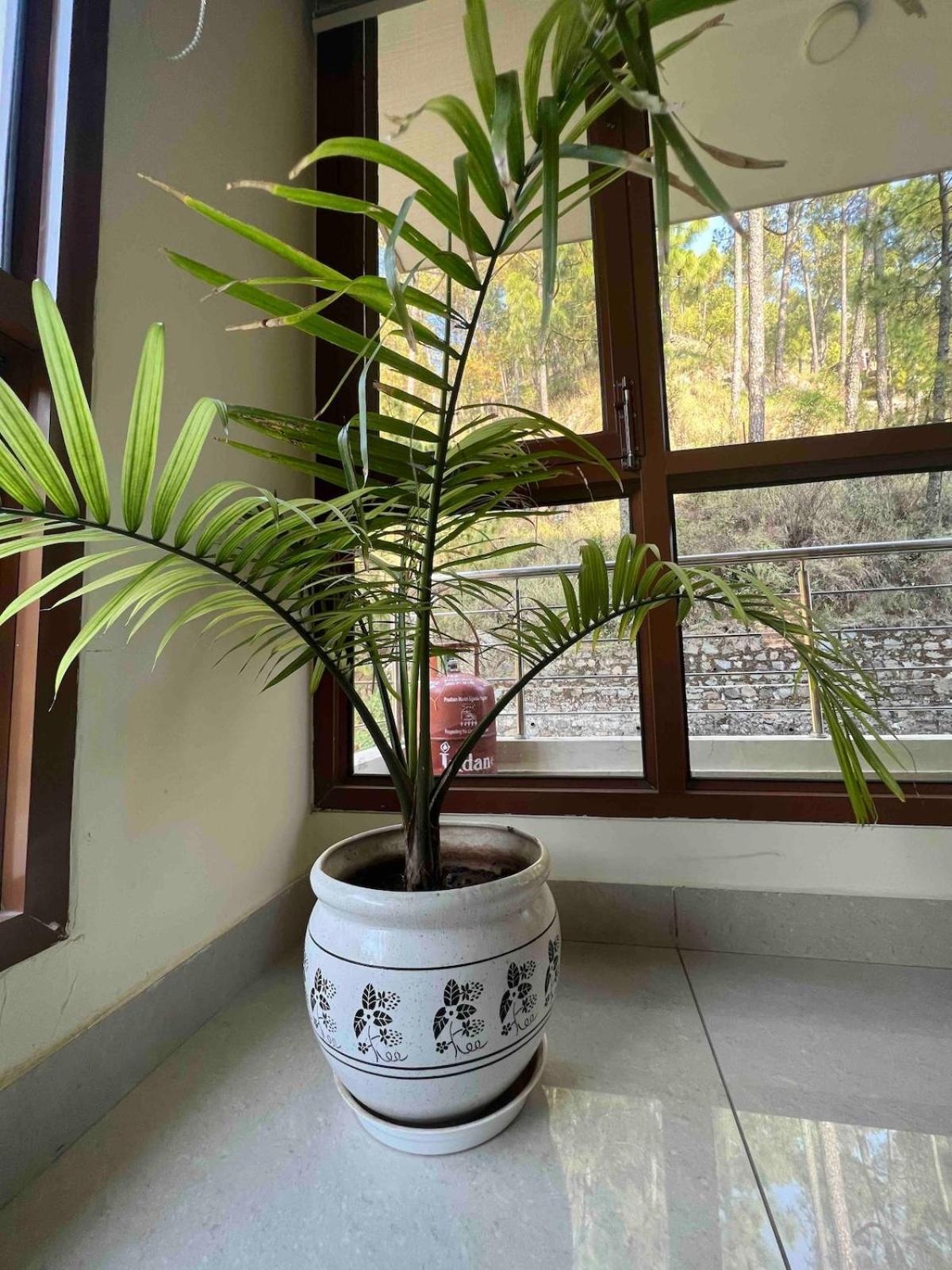 2Bhk Furnished Apartment/Near Kasauli/Barog/Luv Fun & Adventure Solan Ngoại thất bức ảnh